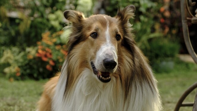 Lassie : een nieuw avontuur