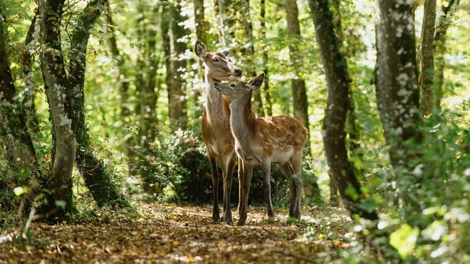 Bambi : Het verhaal van een leven in het bos