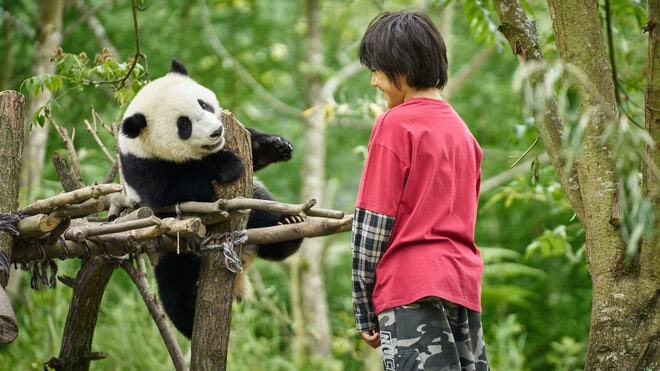 Moon le panda